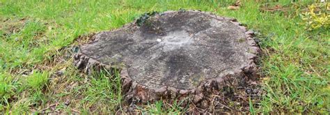 Comment se débarrasser d une souche d arbre Promesse de Fleurs