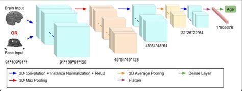 Visual Representation Of The D Cnn Model Used For Brain Age Prediction