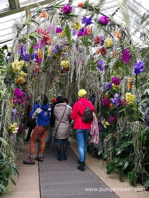 Orchids At Kew Gardens Orchid Festival 2018 Pumpkin Beth