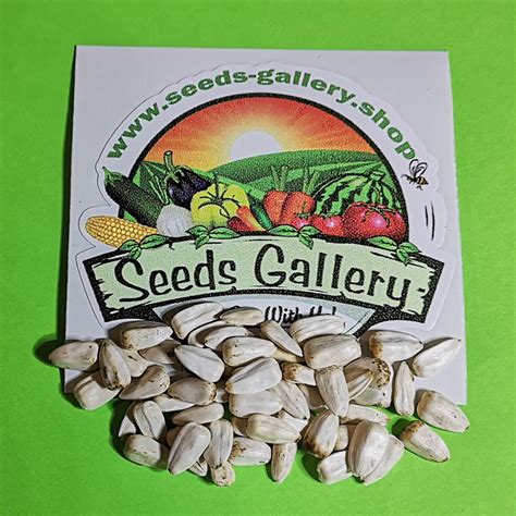 Giant White Sunflower Seeds - Ár: €1.35