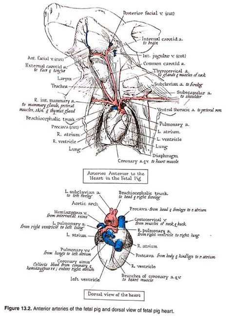 Fetal Pig Circulatory System Diagram - General Wiring Diagram