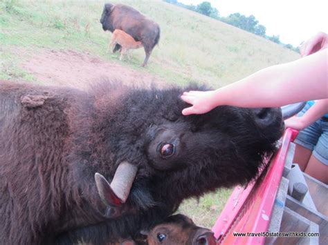 Indiana Cooks Bison Ranch Big Rock Travel Boutique Travel Agency