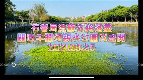 老翁退休遊記：石管局流蘇花將落盡、關西牛欄河親水公園花盛開 20210325 Youtube