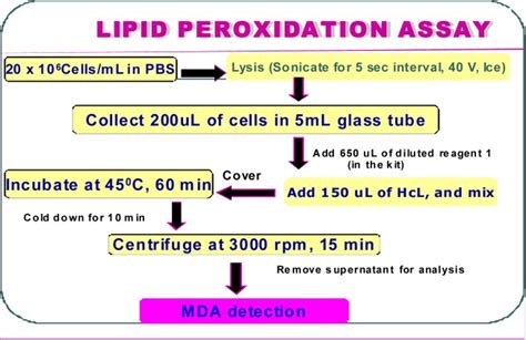 Schematic Representation Of The Steps In Lipid Peroxidation Assay