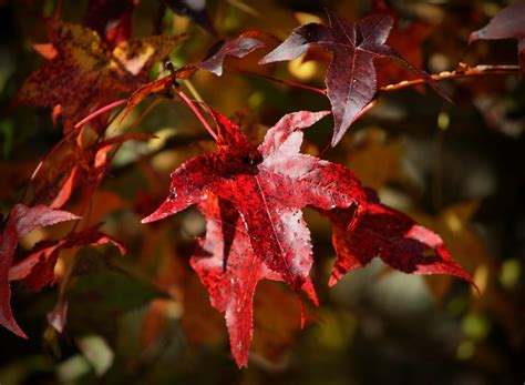 Fotos gratis naturaleza rama flor rojo color otoño botánica