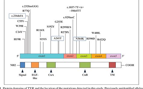 Oculocutaneous Albinism Genetics