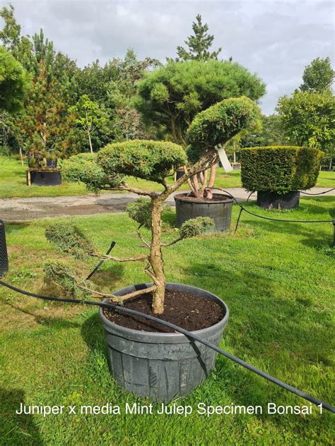 Juniper X Media Mint Julep Specimen Bonsai Caragh Nurseries