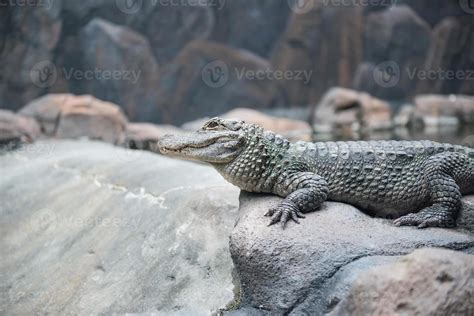 Crocodile on the rock 22959473 Stock Photo at Vecteezy