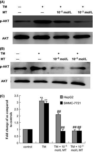 Effect Of Tunicamycin Treatment On Cell Apoptosis Induced By