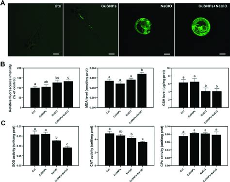 Oxidative Stress Responses Of Zebrafish Exposed To G L Cusnps