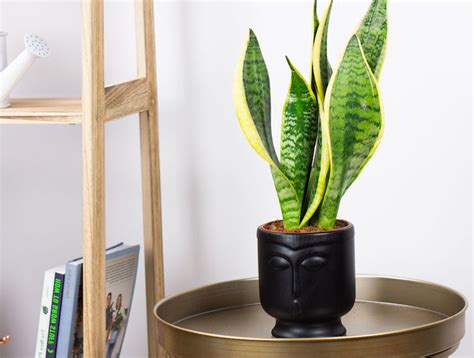 Plantas Para Atraer La Buena Suerte Según El Feng Shui Clásico