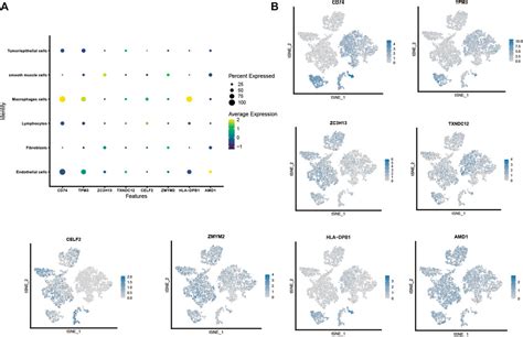 Angiogenesis Related Gene Signatures Reveal The Prognosis Of Cervical