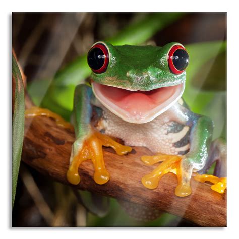 Stories Glasbild Lachender Frosch Mit Roten Augen Auf Ast Wayfair De