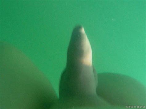 Beim Schwimmen Free Gay HD Porn Video 3b XHamster