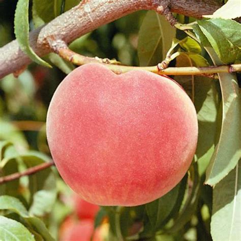 Stark® Early Loring™ Peach Tree Stark Bros