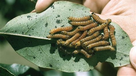 Caterpillars On Trees University Of Maryland Extension