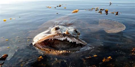 A Sea Devil Or Angler Fish Thalassophobia