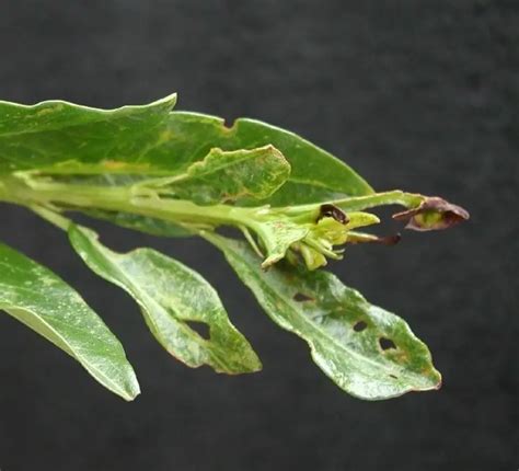 Enfermedades Del Laurel Consejos Para Mi Huerto