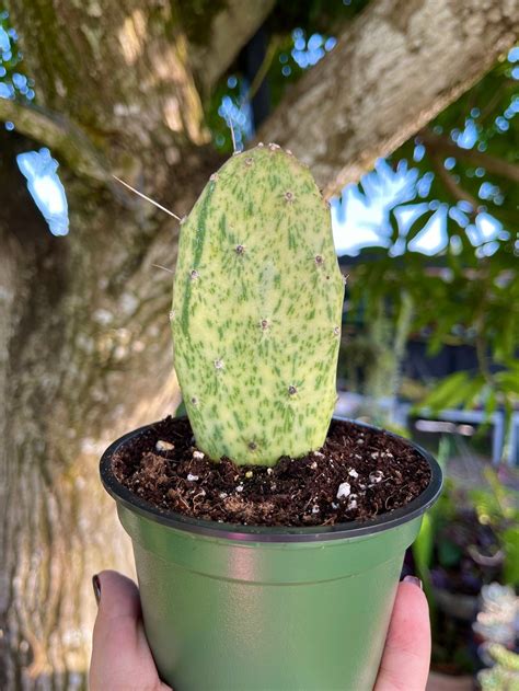 Variegated Opuntia Sunburst Cactus Rare Succulent Live Cacti Etsy