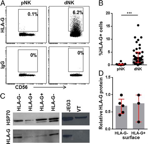 The HLA G Cycle Provides For Both NK Tolerance And Immunity At The