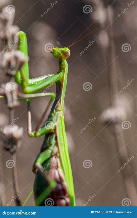 Big Green Praying Mantis On Dried Lavender Flowers Stock Image Image