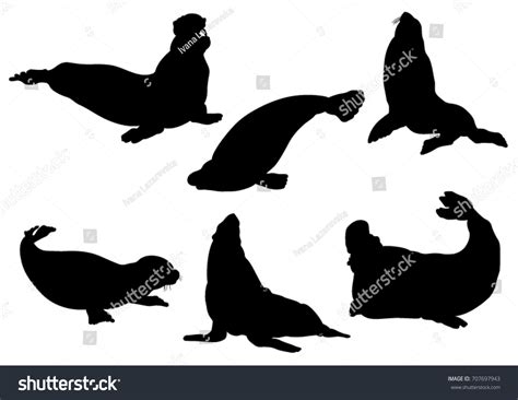 308 Friendly Elephant Seal Images, Stock Photos & Vectors | Shutterstock