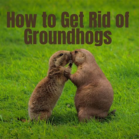 Effective Ways To Kill Or Get Rid Of Groundhogs For Good Get Rid