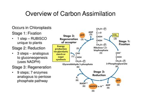 PPT Carbohydrate Biosynthesis In Plants PowerPoint Presentation Free