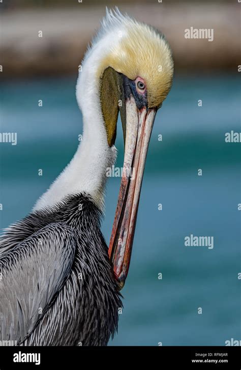 Pelican In Florida Stock Photo Alamy