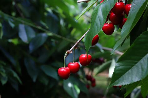 vernooij kersen lindenhoff horeca