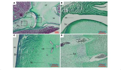 Paraffin Thin Section Showing The Histology Of Pectoral Girdle Of An Download Scientific