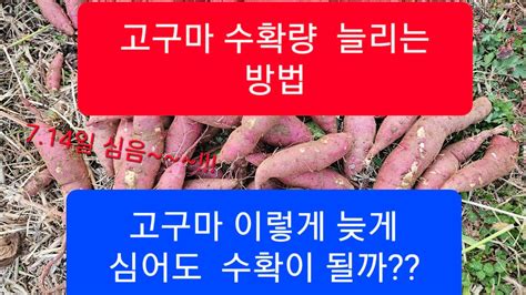 고구마 수확량 늘리는 방법 고구마순 이렇게 늦게 심어도 수확이 될까 고구마 효능 고구마수확늘리는방법고구마하얀진액고구마심는