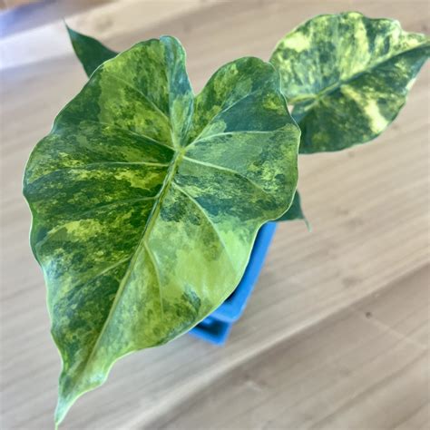 Alocasia odora 'Variegata Yellow' - Elephant Ears (4.5" Pot) | Little ...