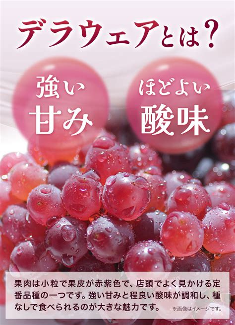 【楽天市場】【ふるさと納税】【2025年先行予約】デラウェア ぶどう 選べる 約12kg Or 約15kg フルーツ 果物 羽曳野市産