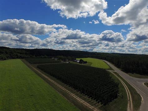 Empire Hops Empire Trellis Empire Hop Farm