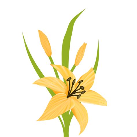 Yellow Lily Flower Blooming Yellow Lily Blooming Lily Lily Png