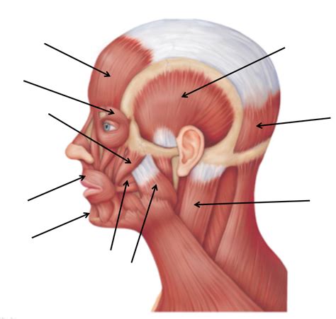 Muscles Of The Head Diagram Quizlet