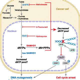 SAMHD1 May Function As A Potential Tumor Suppressor Via Regulation Of