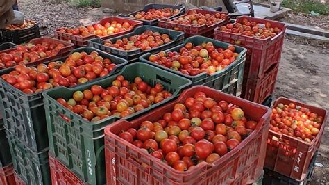 The Role Of Supply And Demand In The Steep Tomato Price Increase In