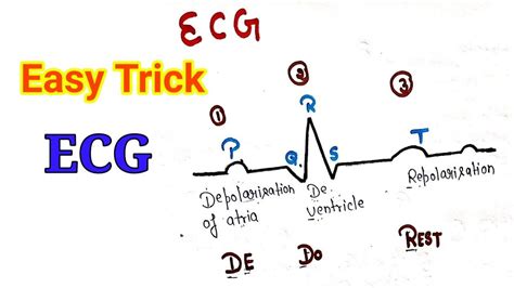 Easy Trick To Learn Ecg Ncert Class 11th Electrocardiograph Trick Important For Neet