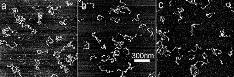 Figure 2 From Glutaraldehyde Modified Mica A New Surface For Atomic