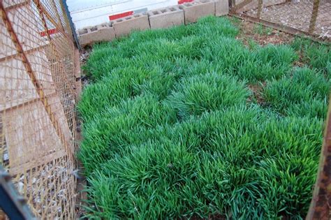 Texas Rebel Girl Grow Your Own Wheatgrass Patch