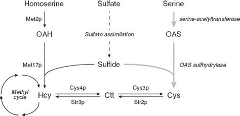 The Sulfur Metabolic Pathway In Saccharomyces Cerevisiae Metabolic