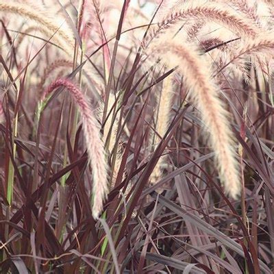 Growing the purple fountain grass (Pennisetum rubrum), perennial, grass ...