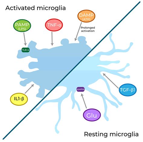 Gap Junctions And Connexins In Microglia Related Oxidative Stress And