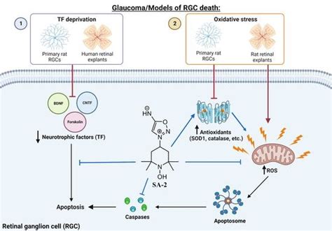 Cells Free Full Text Neuroprotection Of Rodent And Human Retinal