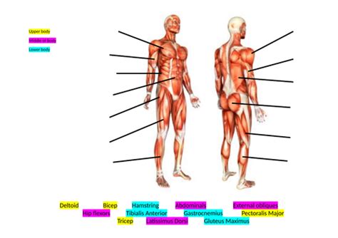 Muscles and Antagonistic Pairs Lesson | Teaching Resources