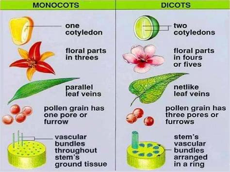 Monocots Vs Dicots Chart