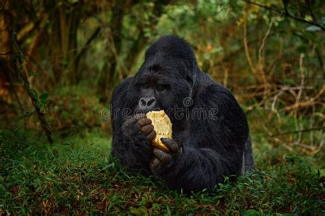 Rwanda Mountain Gorilla With Food Detail Head Primate Portrait With