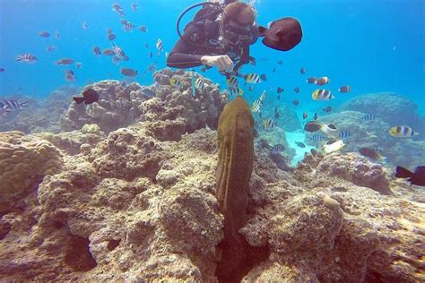 Tripadvisor Bora Bora Scuba Diving Private Intro Ou Certified One